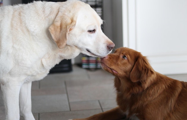 【獣医師監修】オスの純血種大型犬は要注意！犬の拡張型心筋症とは？のアイキャッチ画像