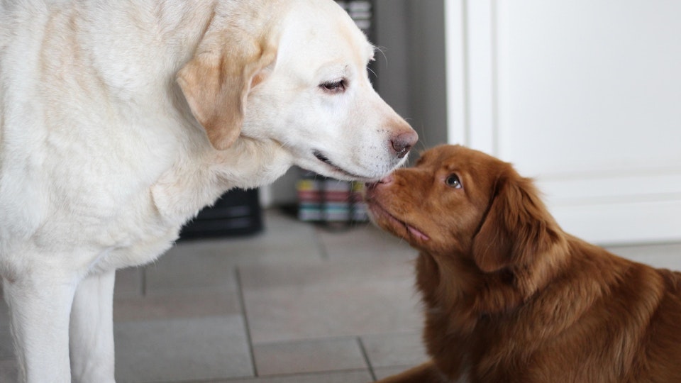 【獣医師監修】オスの純血種大型犬は要注意!犬の拡張型心筋症とは?