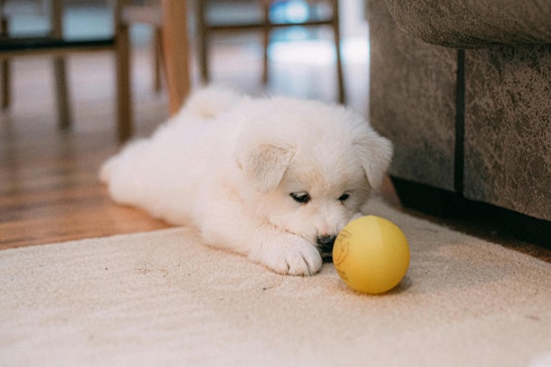 愛犬とおうち遊びを楽しもう！散歩できないときのストレス解消にものアイキャッチ画像