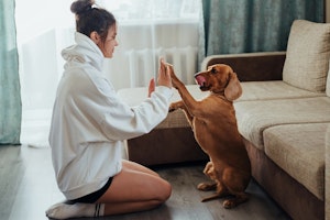 おうち遊び,おもちゃ,飼い主,ストレス解消,犬