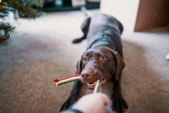 おうち遊び,おもちゃ,飼い主,ストレス解消,犬