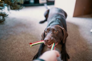 おうち遊び,おもちゃ,飼い主,ストレス解消,犬
