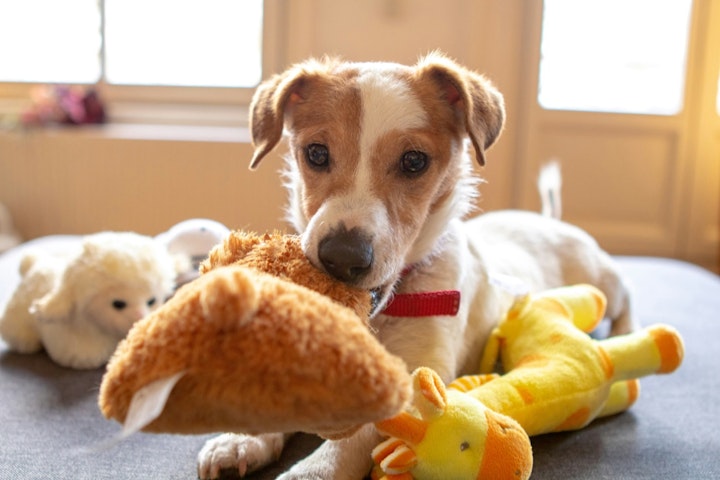 おうち遊び,おもちゃ,飼い主,ストレス解消,犬