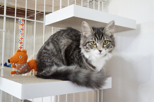 猫付きマンション,保護猫,シェルター,入居,多頭飼育,メリット,デメリット