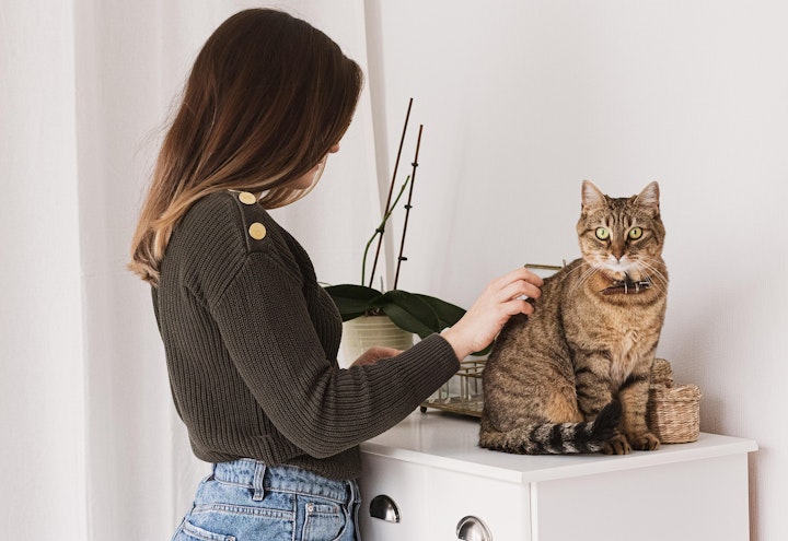 猫付きマンション,保護猫,シェルター,入居,多頭飼育,メリット,デメリット