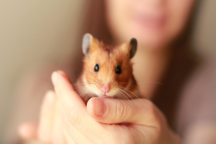 イベント,ペット,フェスティバル,動物,動物愛護週間