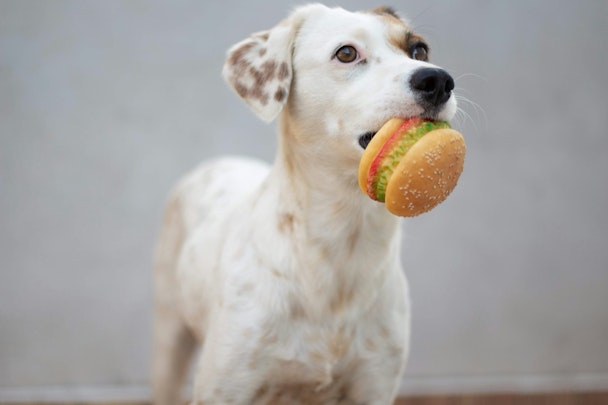 犬の拾い食いをやめさせたい！拾い食いをする理由と対処法を解説のアイキャッチ画像