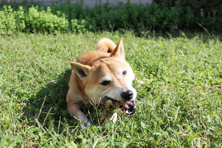 おやつ,飼い主,散歩,拾い食い,犬