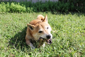 おやつ,飼い主,散歩,拾い食い,犬