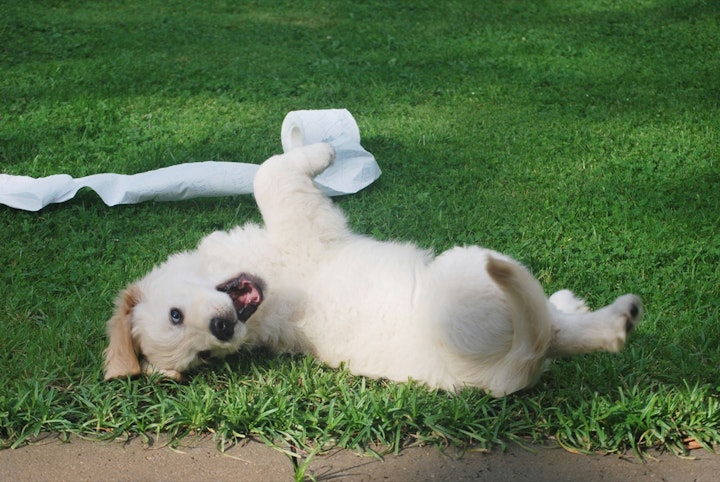 おやつ,飼い主,散歩,拾い食い,犬