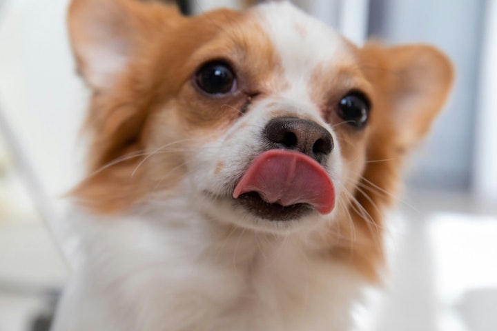 おやつ,飼い主,散歩,拾い食い,犬
