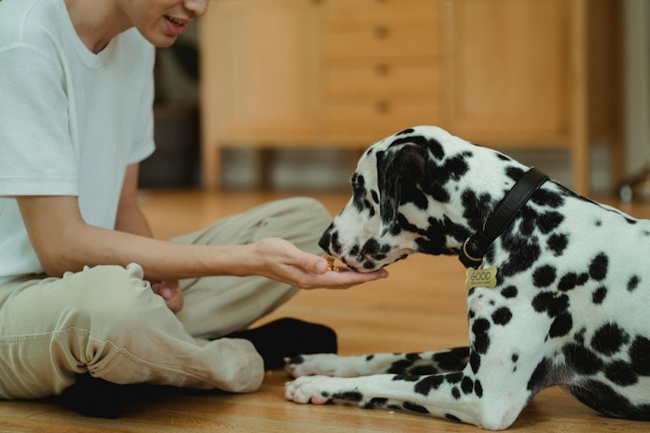おやつ,飼い主,散歩,拾い食い,犬