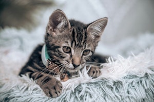 育て方,お世話,子猫,授乳,猫,ミルク
