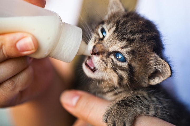 育て方,お世話,子猫,授乳,猫,ミルク