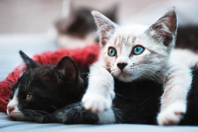 生まれたての子猫のお世話は大変？離乳期までのケア方法やグッズを解説のアイキャッチ画像