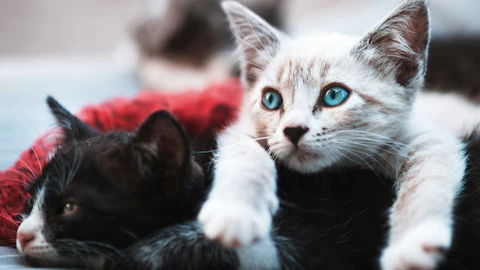 生まれたての子猫のお世話は大変?離乳期までのケア方法やグッズを解説のアイキャッチ画像