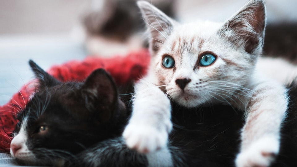 生まれたての子猫のお世話は大変?離乳期までのケア方法やグッズを解説