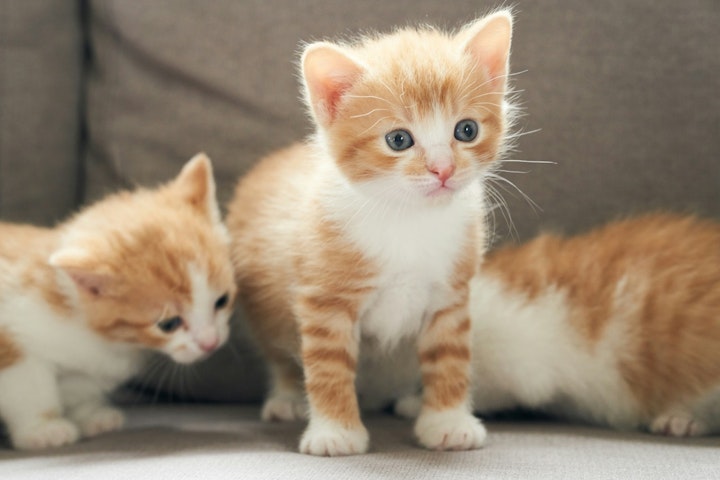 育て方,お世話,子猫,授乳,猫,ミルク