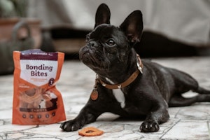 犬,おやつ,カロリー,ドッグフード,量