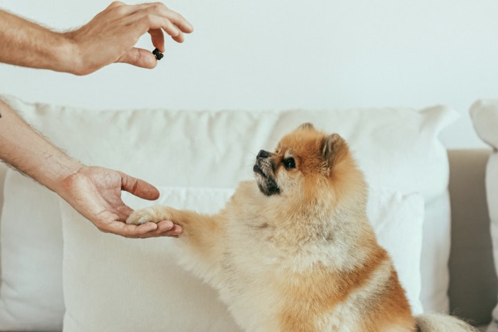 犬,おやつ,カロリー,ドッグフード,量