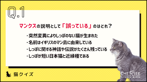 【クイズ】しっぽがない!?マンクスってどんな猫種?のアイキャッチ画像