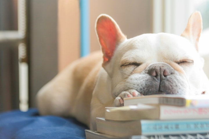 絵本,小説,犬,本,読書