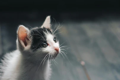 子猫育ては社会化期が性格形成のポイント！フレンドリーな猫に育てようのアイキャッチ画像