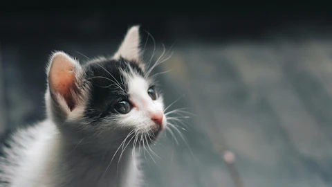 子猫育ては社会化期が性格形成のポイント!フレンドリーな猫に育てようのアイキャッチ画像