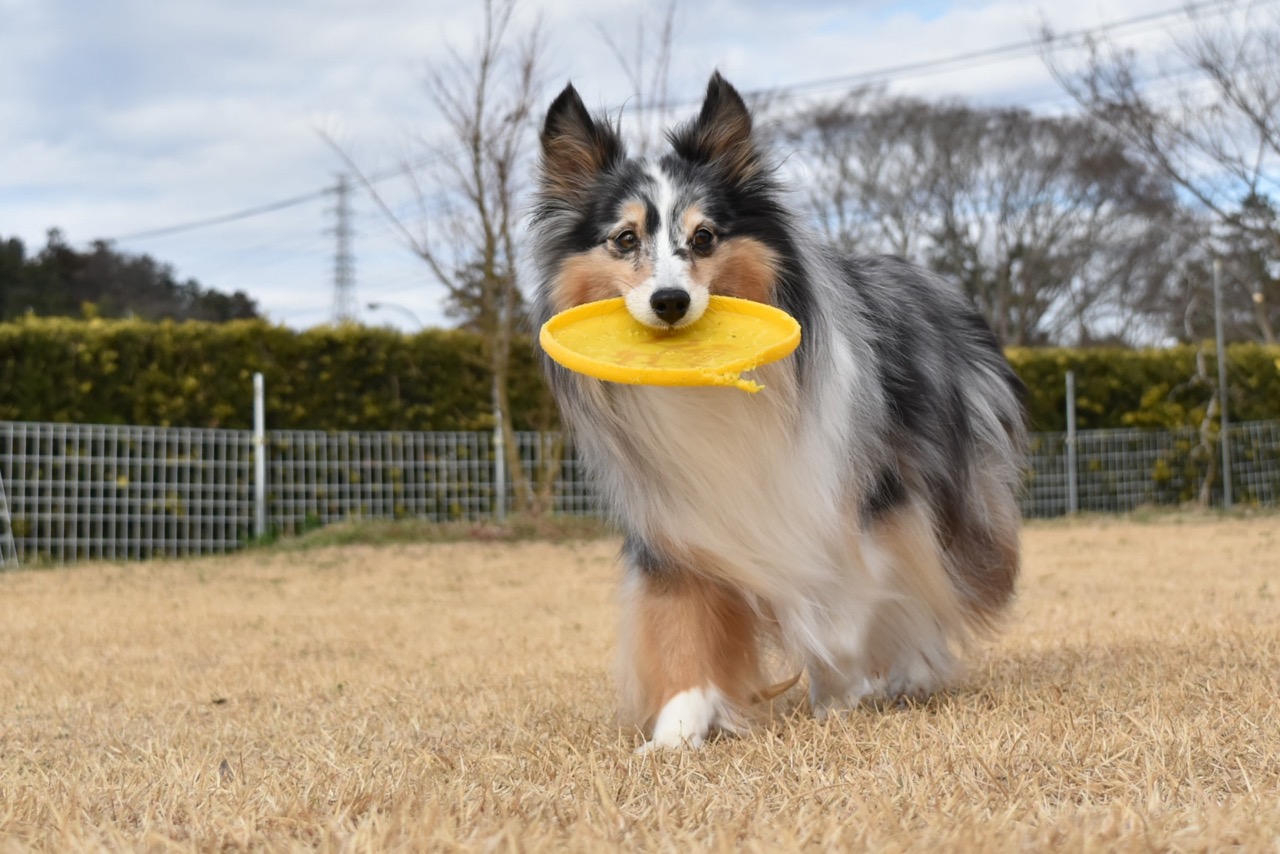 フリスビーに向いている犬種は？一緒にスポーツを楽しめる犬5選