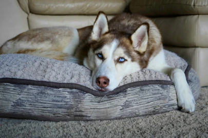 ハスキーの老犬介護の体験から学んだ「最期まで寄り添う」ということのアイキャッチ画像