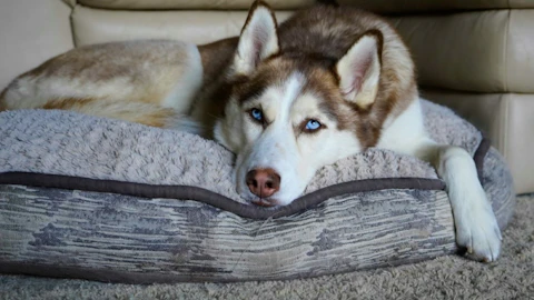 ハスキーの老犬介護の体験から学んだ「最期まで寄り添う」ということのアイキャッチ画像