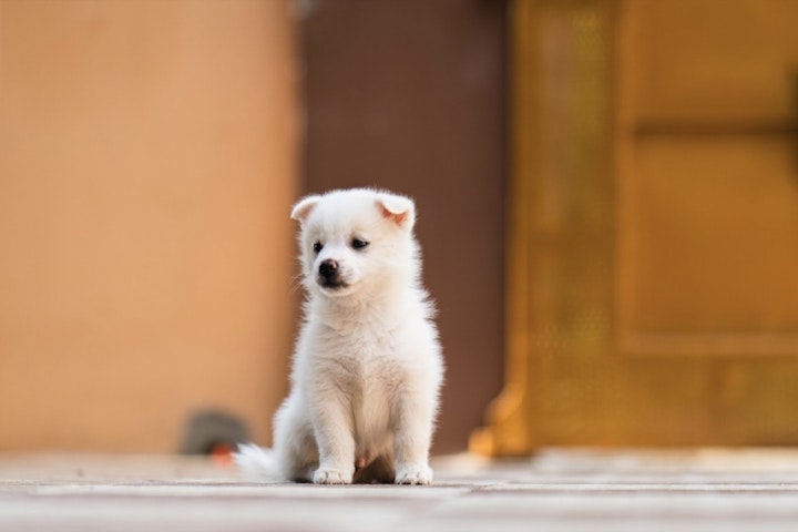 江戸時代,暮らし,生類憐みの令,動物保護法,犬