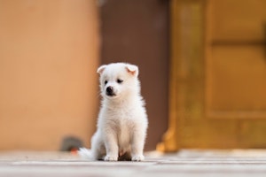 江戸時代,暮らし,生類憐みの令,動物保護法,犬