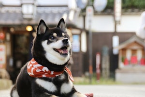 江戸時代,暮らし,生類憐みの令,動物保護法,犬