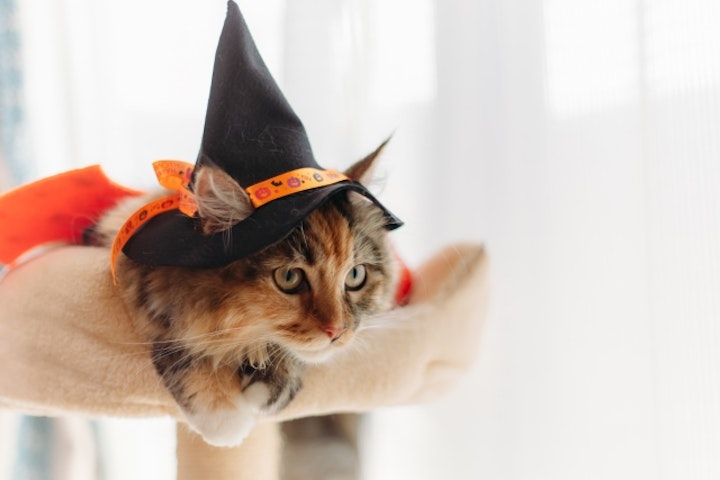 ハロウィン,コスプレ,コスチューム,衣装,被り物,二足歩行,ケープ,SNS