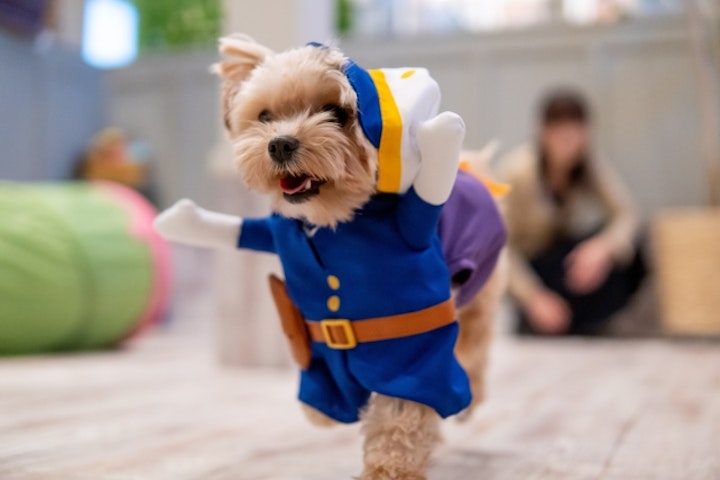 ハロウィン,コスプレ,コスチューム,衣装,被り物,二足歩行,ケープ,SNS