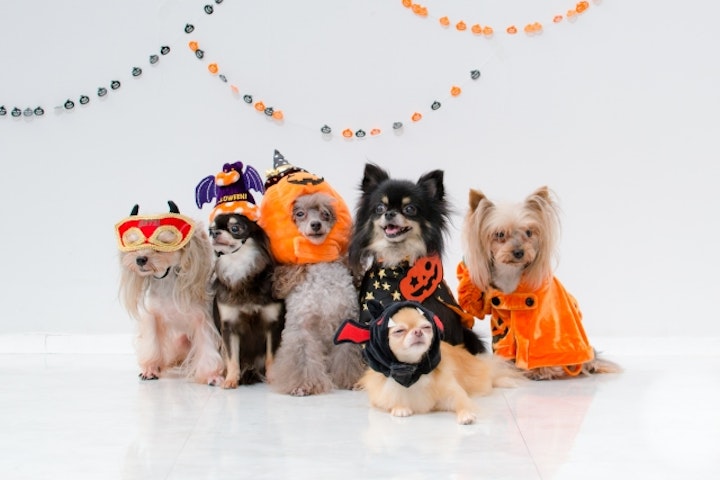 ハロウィン,コスプレ,コスチューム,衣装,被り物,二足歩行,ケープ,SNS