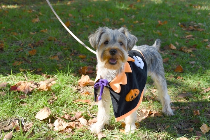 ハロウィン,コスプレ,コスチューム,衣装,被り物,二足歩行,ケープ,SNS