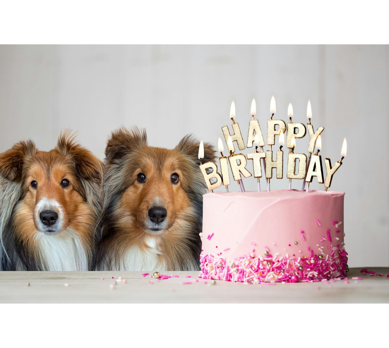 愛犬の誕生日、どう祝う？思い出に残る特別な1日にするアイデア集