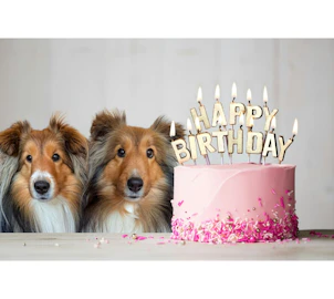 愛犬の誕生日、どう祝う?思い出に残る特別な1日にするアイデア集のアイキャッチ画像