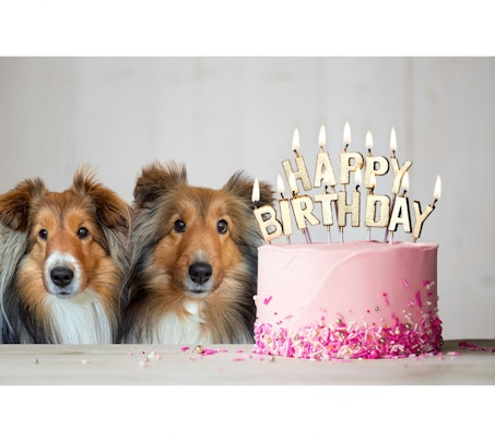 愛犬の誕生日、どう祝う？思い出に残る特別な1日にするアイデア集のアイキャッチ画像