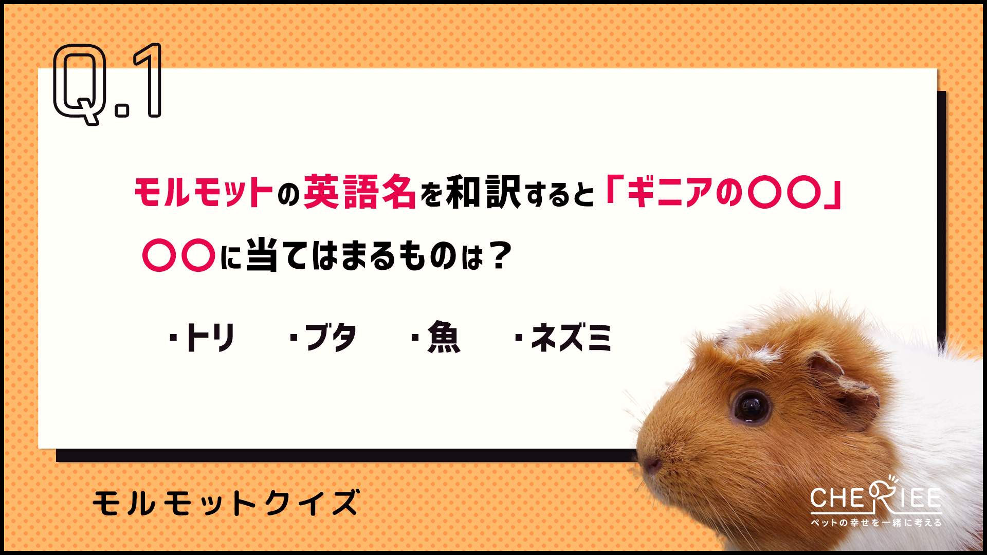 【クイズ】モルモットのことがよくわかる！楽しい雑学に挑戦