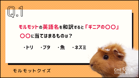 【クイズ】モルモットのことがよくわかる！楽しい雑学に挑戦のアイキャッチ画像