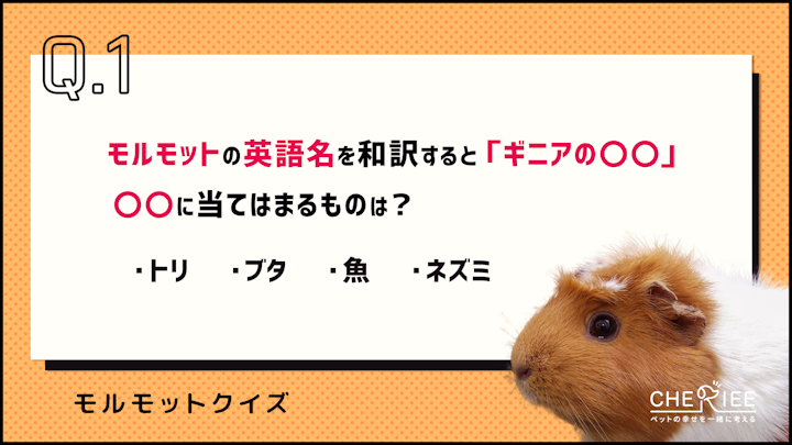 【クイズ】モルモットのことがよくわかる！楽しい雑学に挑戦のアイキャッチ画像