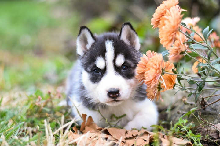 犬種,シベリアン・ハスキー,体験,ブーム,選び方