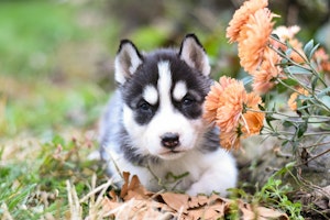 犬種,シベリアン・ハスキー,体験,ブーム,選び方