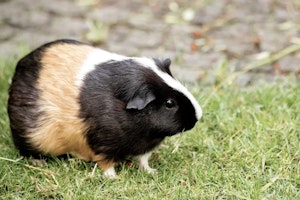 お手入れ,飼い方,種類,品種,牧草,モルモット