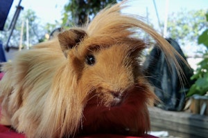 お手入れ,飼い方,種類,品種,牧草,モルモット