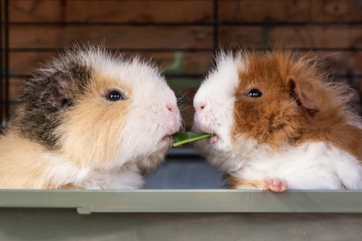 お手入れ,飼い方,種類,品種,牧草,モルモット