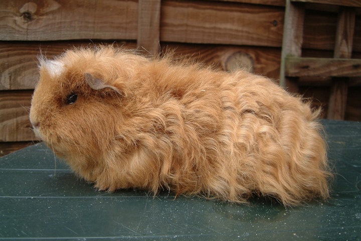 お手入れ,飼い方,種類,品種,牧草,モルモット